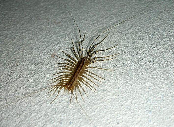 Scutigera coleoptrata